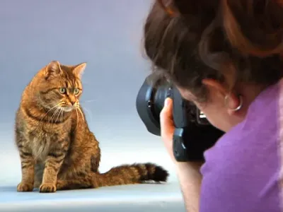 Un duo de photographes aide les animaux à trouver un foyer (295)