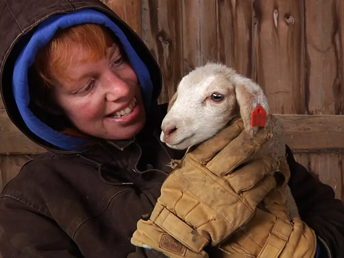Agneaux bondissants aux fermes Shelburne (SIV346)