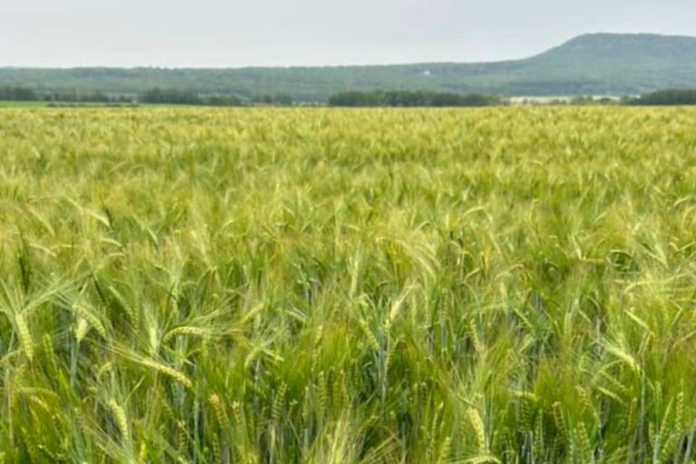 La conférence agricole printanière de Thunder Bay couvre « tout et n'importe quoi » sur l'agriculture locale