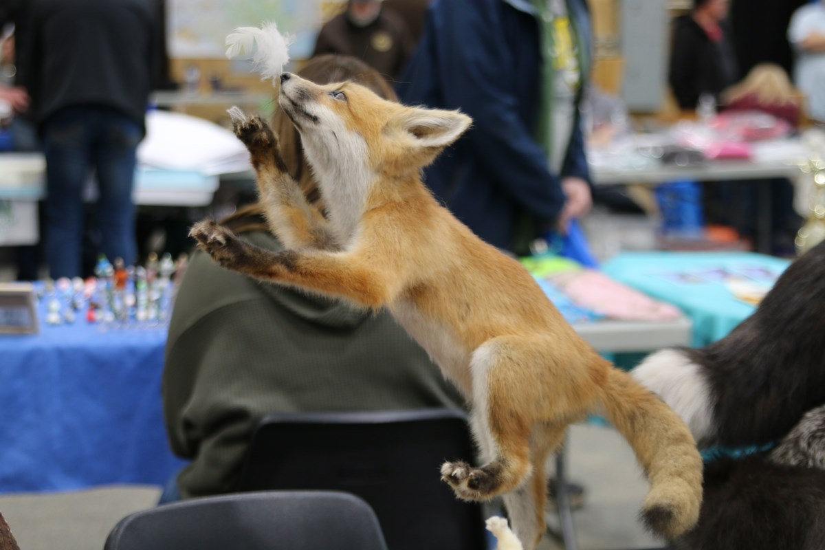 La hausse des prix de la fourrure suscite un intérêt croissant pour le congrès des trappeurs