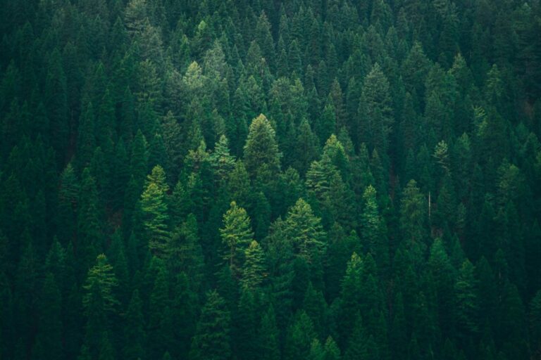 Le Centre d'innovation du Nord-Ouest de l'Ontario lance un programme de soutien aux entreprises en démarrage dans le secteur forestier