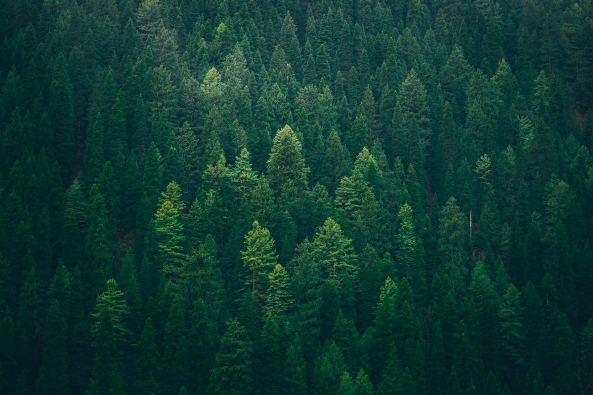Le Centre d'innovation du Nord-Ouest de l'Ontario lance un programme de soutien aux entreprises en démarrage dans le secteur forestier