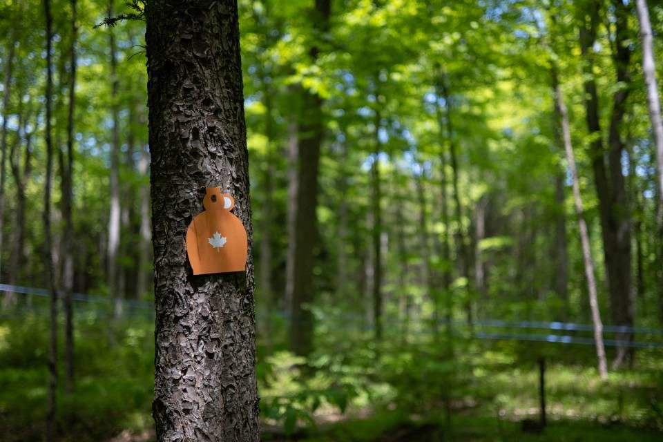 Un nouveau partenariat crée de toutes nouvelles options d’assurance pour les propriétaires forestiers