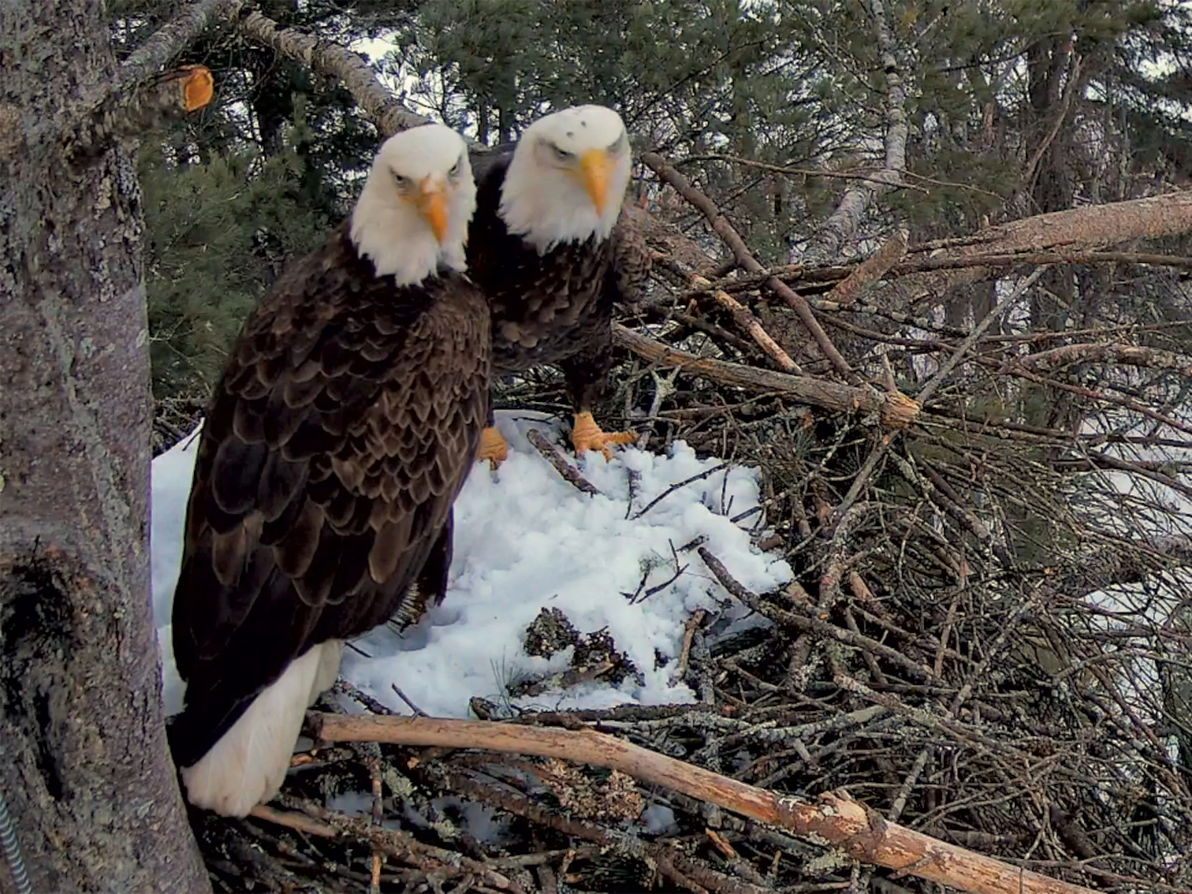 « Eagle Cam » diffuse en direct la nidification des pygargues à tête blanche à Quechee