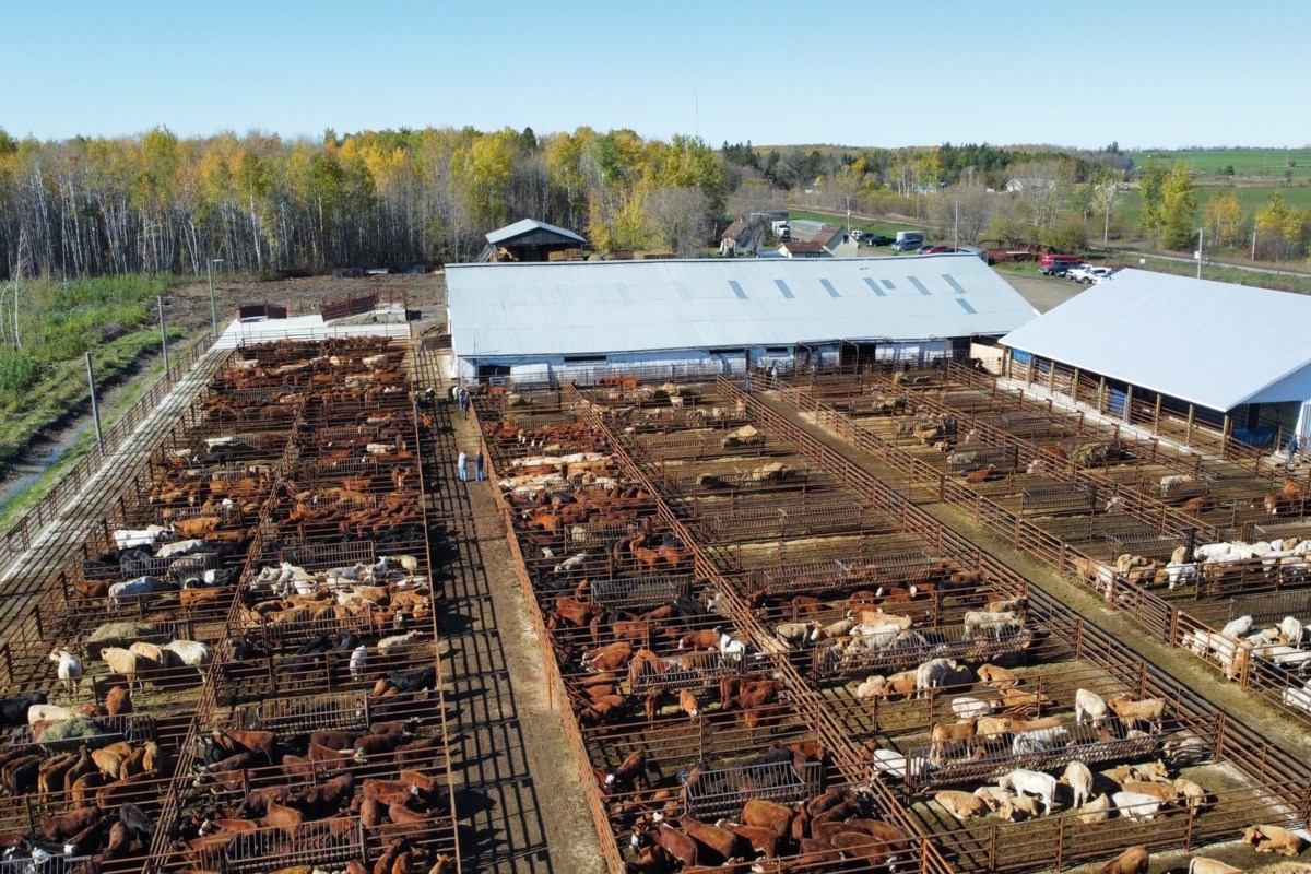 Les agriculteurs du Nord-Ouest de l'Ontario bénéficieront d'un financement fédéral