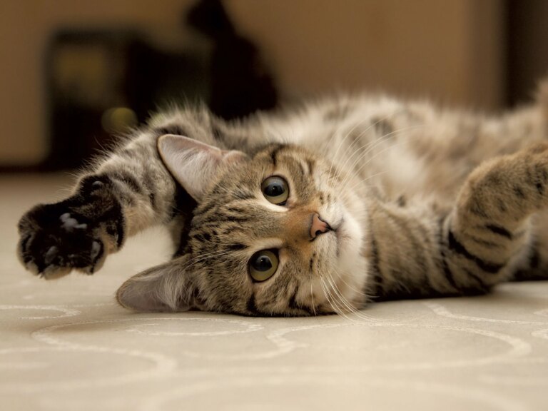 Les chercheurs veulent des informations sur les chats du Vermont pour une étude majeure