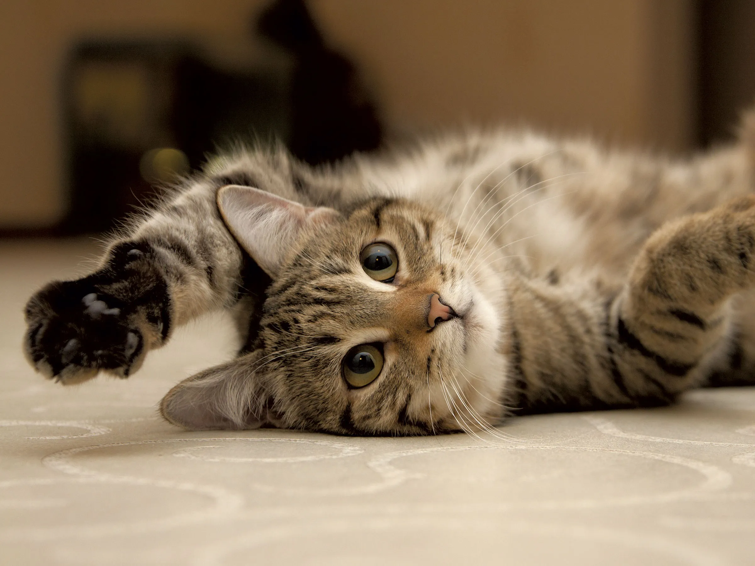Les chercheurs veulent des informations sur les chats du Vermont pour une étude majeure
