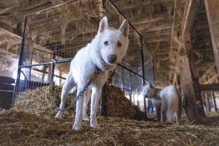 Le premier directeur du bien-être animal du Vermont fait pression pour le changement