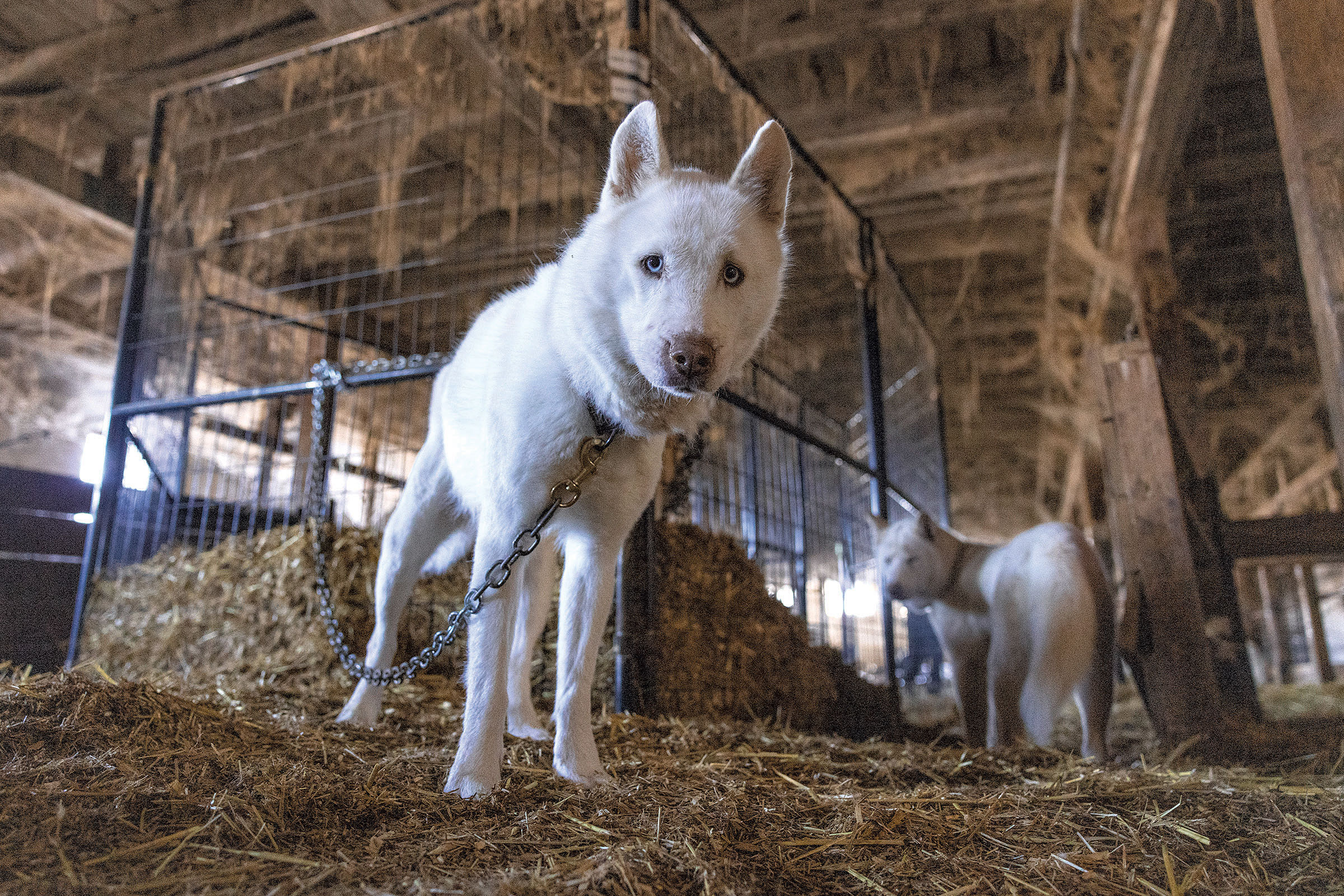 Le premier directeur du bien-être animal du Vermont fait pression pour le changement