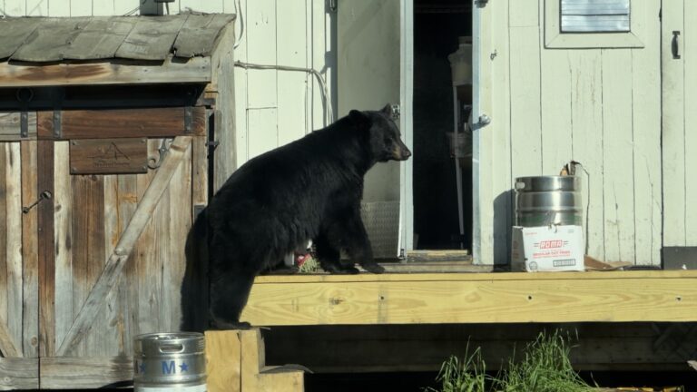 Un policier de Stowe tire sur un ours après l'effraction d'une glacière dans un restaurant