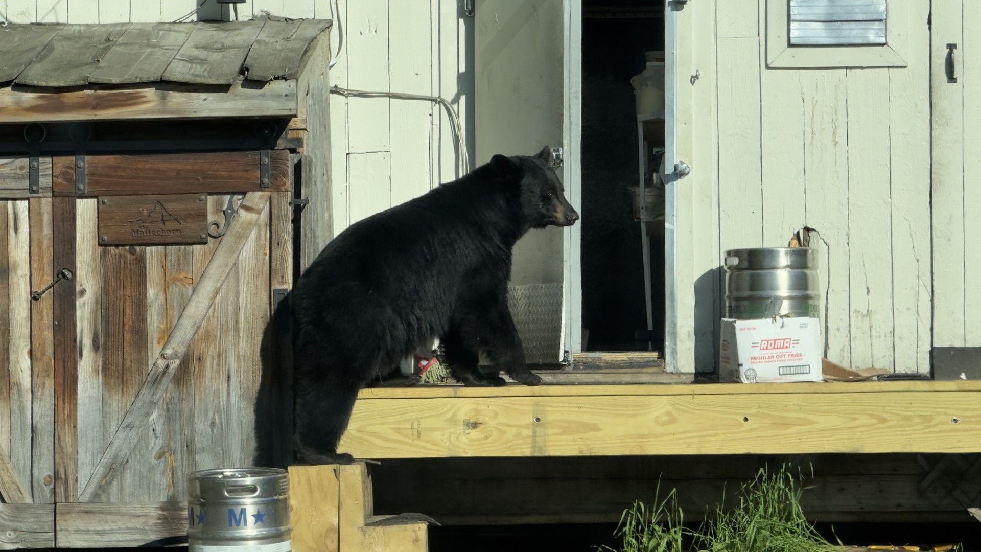 Un policier de Stowe tire sur un ours après l'effraction d'une glacière dans un restaurant