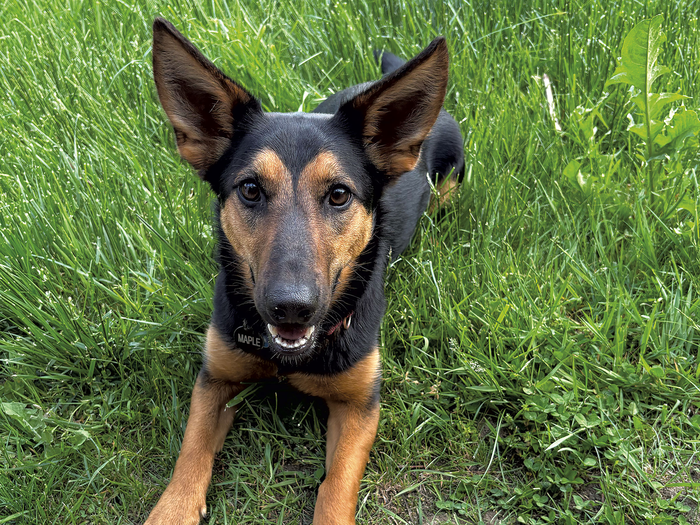 Vous voulez un chien mais pas toutes les responsabilités ? Essayez le partage de chiens.