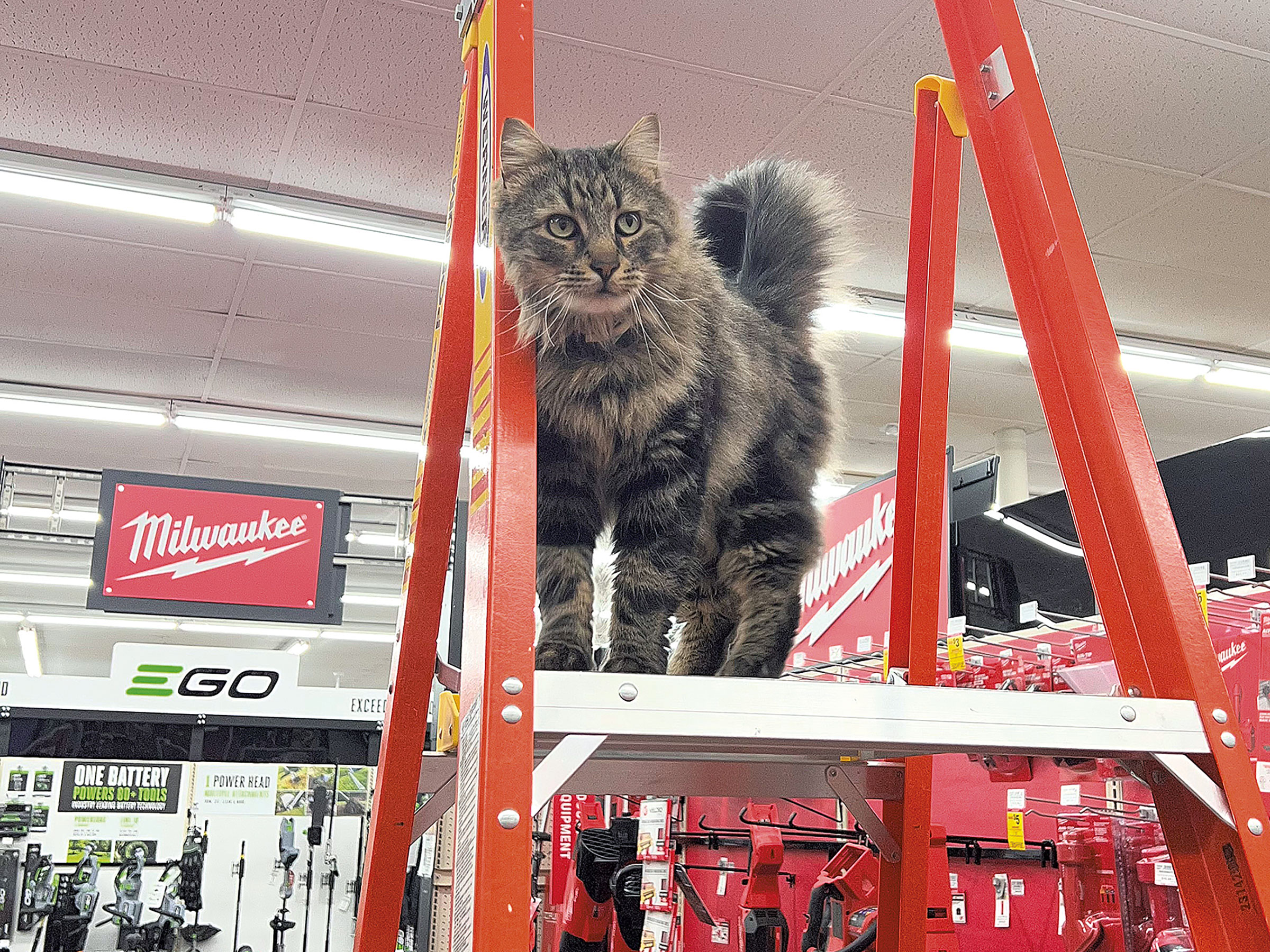 WTF : Pourquoi tant de quincailleries ont-elles des chats ?