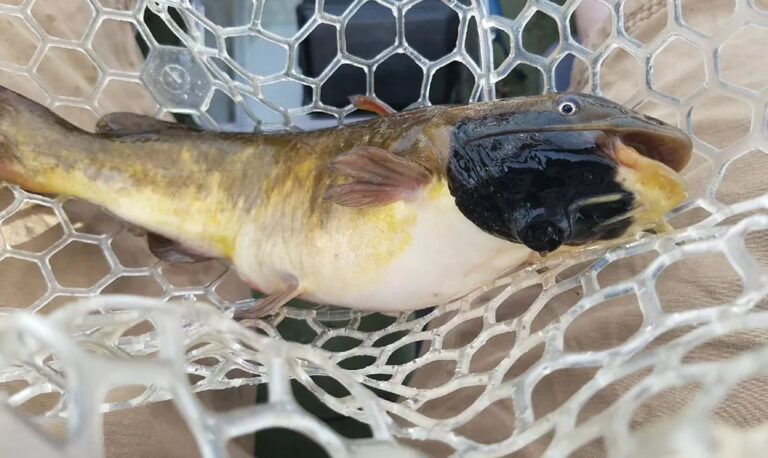 Étude : Les lésions sur les poissons du lac Memphrémagog sont une forme transmissible de cancer